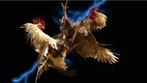Hướng Dẫn Chơi Đá Gà GA28 Tại BK8: Bí Kíp Cho Bet Thủ