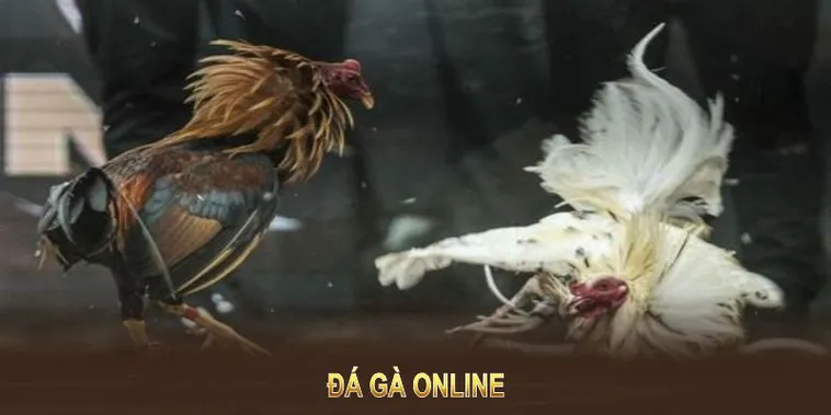 Hướng Dẫn Chơi Đá Gà GA28 Tại BK8: Bí Kíp Cho Bet Thủ