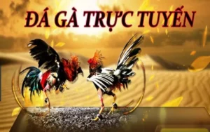 Cách Chơi Đá Gà WS168 Tại BK8: Bí Kíp Cho Cược Thủ